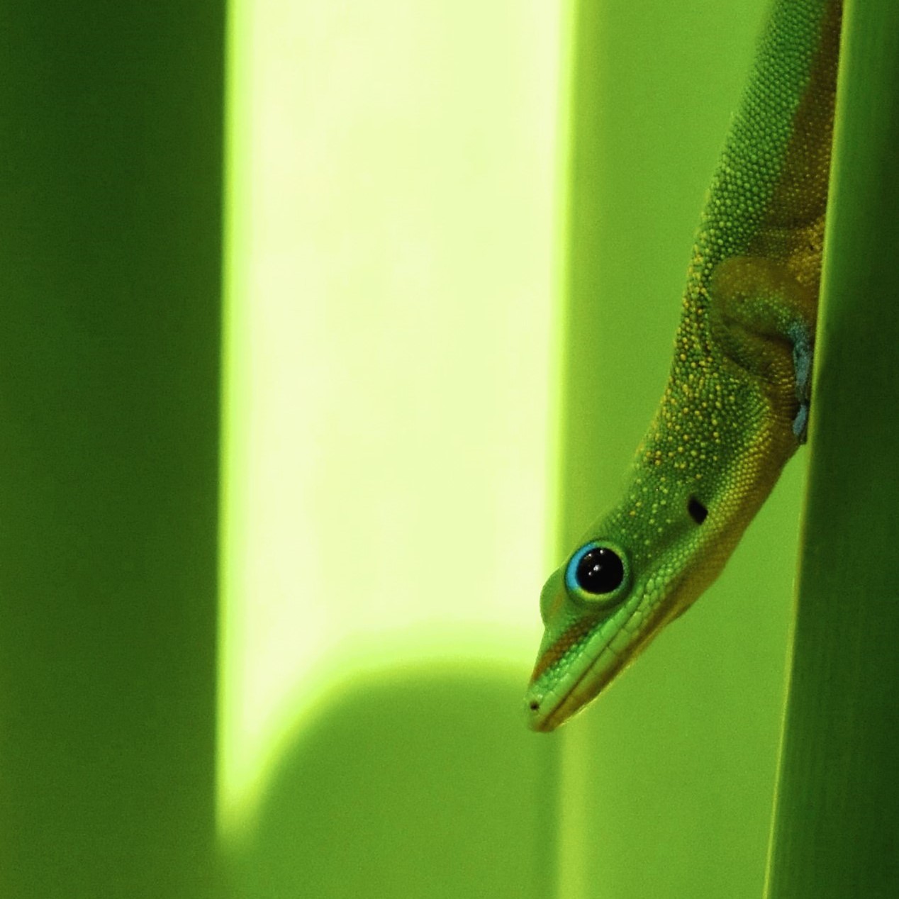Gecko